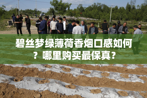 碧丝梦绿薄荷香烟口感如何？哪里购买最保真？